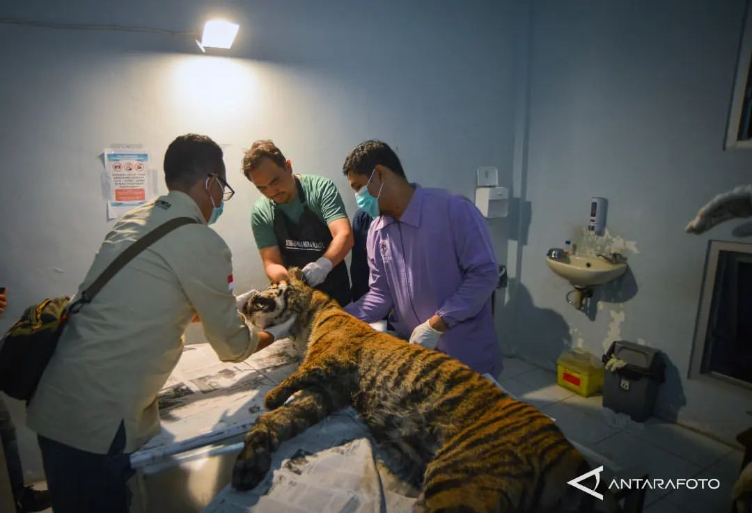 Harimau Sumatera Mati Terkena Jerat di Agam