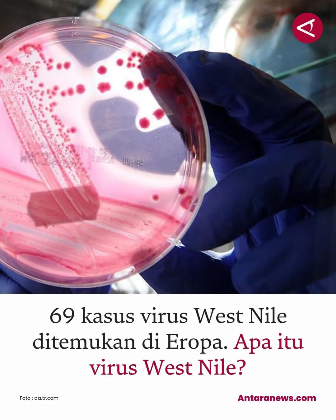 Kasus Infeksi Virus West Nile Meningkat di Eropa