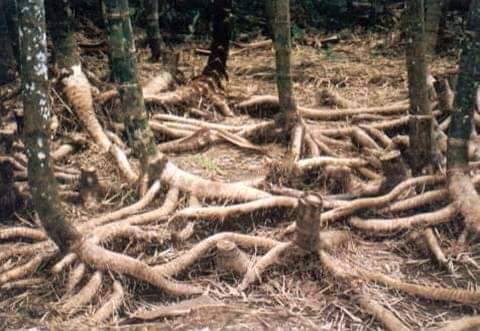 Iron Bamboo: Vegetasi Penopang Alam yang Tangguh Melindungi Lingkungan