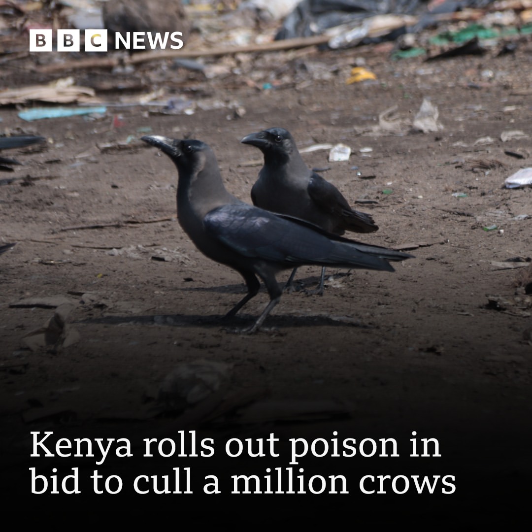 Pemerintah Kenya Lakukan Pengendalian Populasi Burung Gagak India