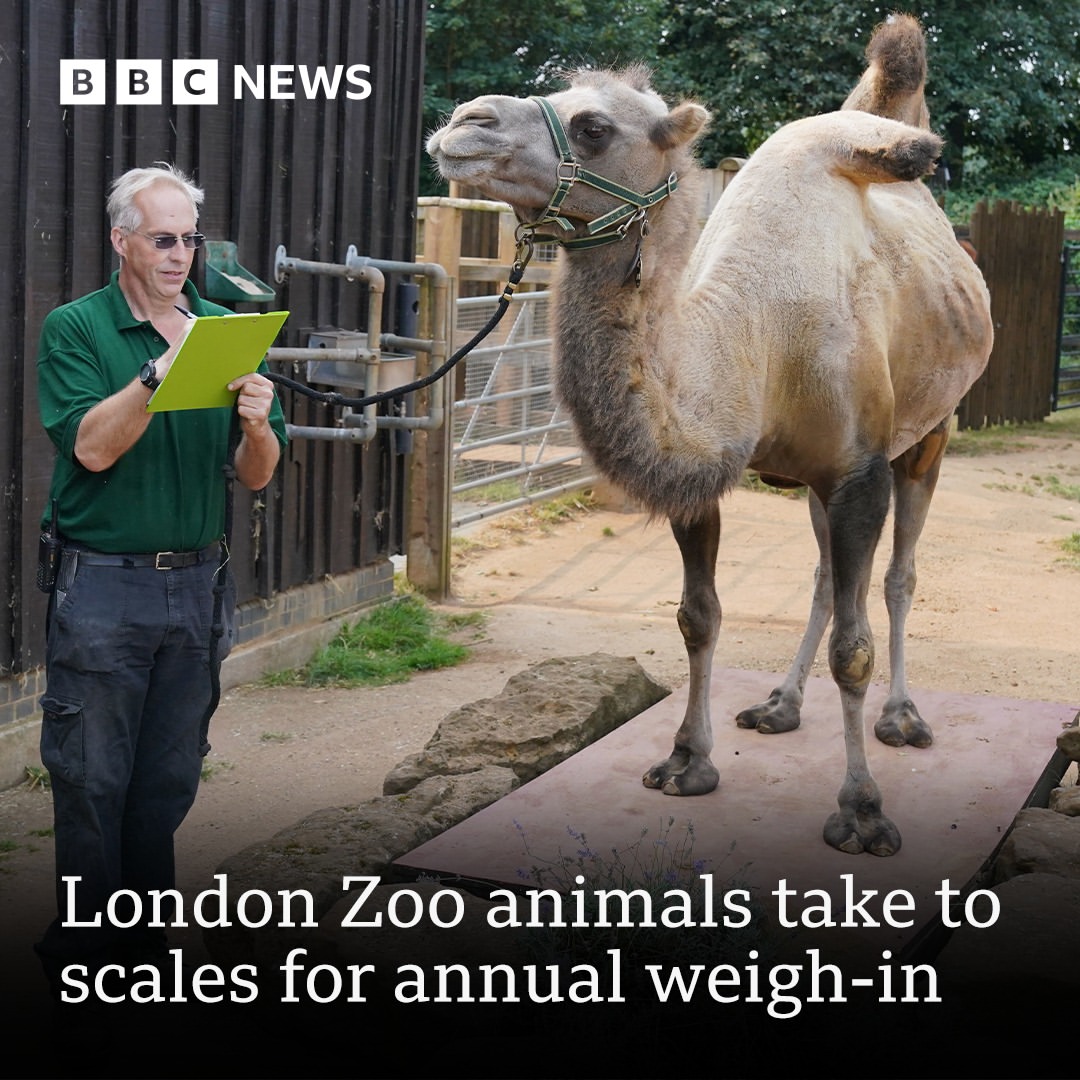 Pemeriksaan Tahunan Hewan di Kebun Binatang London