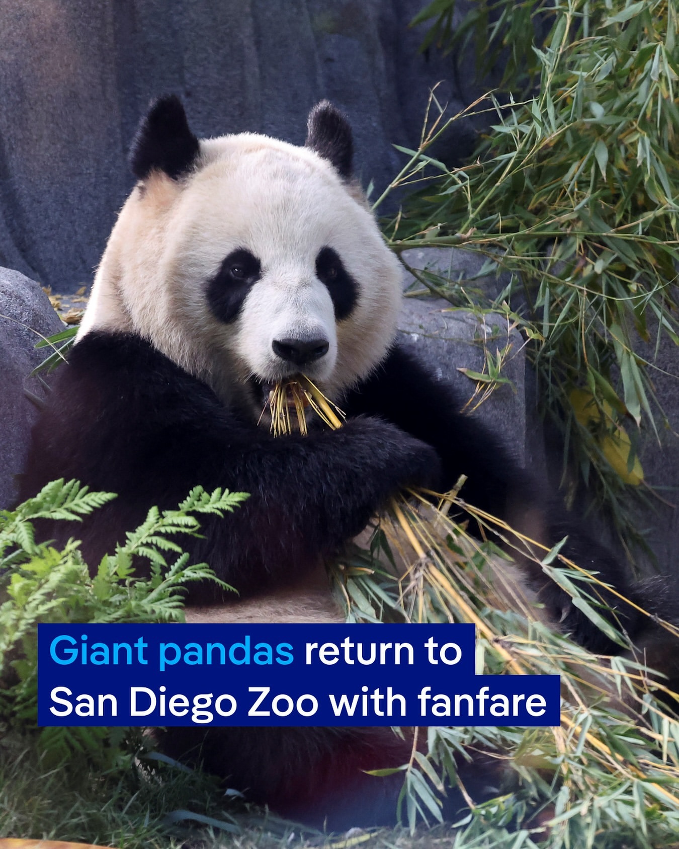 Perayaan Kedatangan Panda Raksasa di Kebun Binatang San Diego