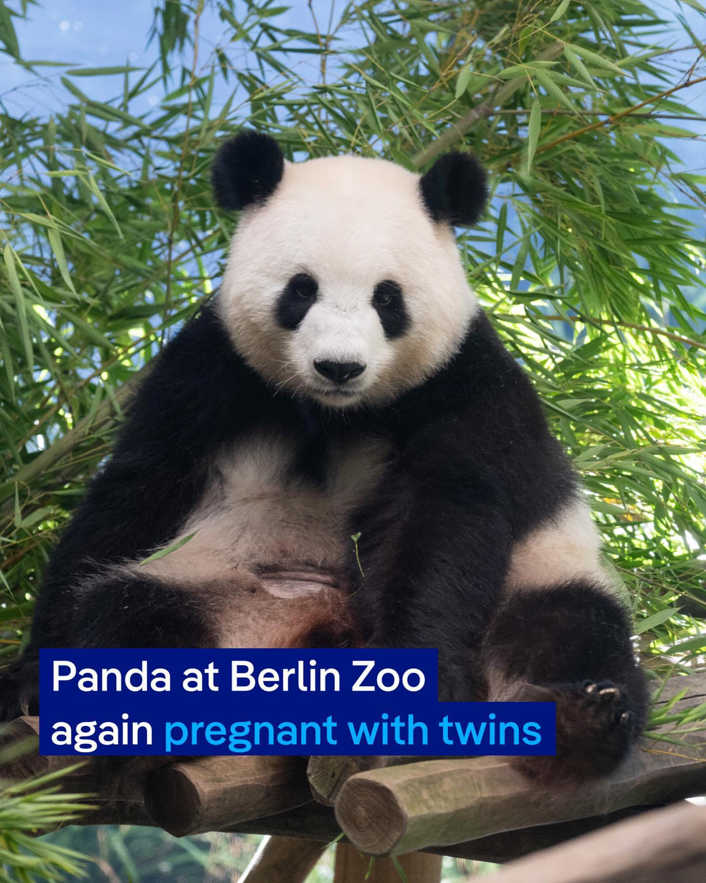 Meng Meng, Panda Raksasa Berlin Zoo, Mengandung Anak Kembar