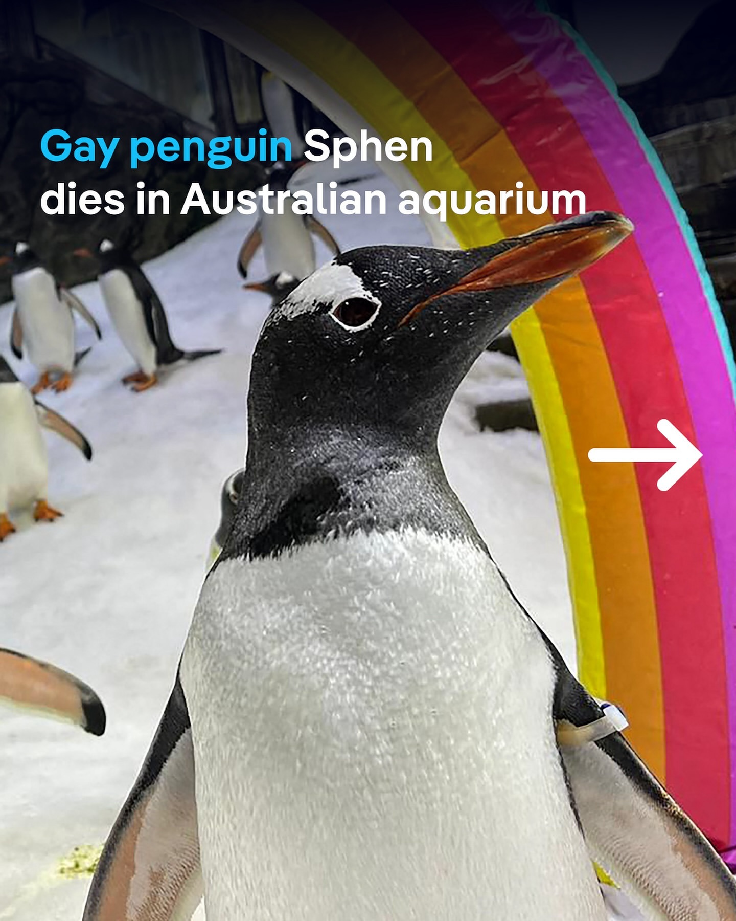 Pinguin Sphen, Ikon Pasangan Sejenis, Meninggal Dunia