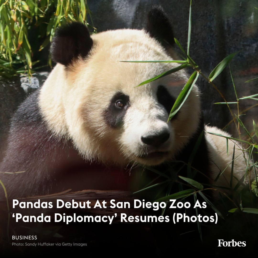 Pasangan Panda Raksasa Debut di Kebun Binatang San Diego setelah 21 Tahun