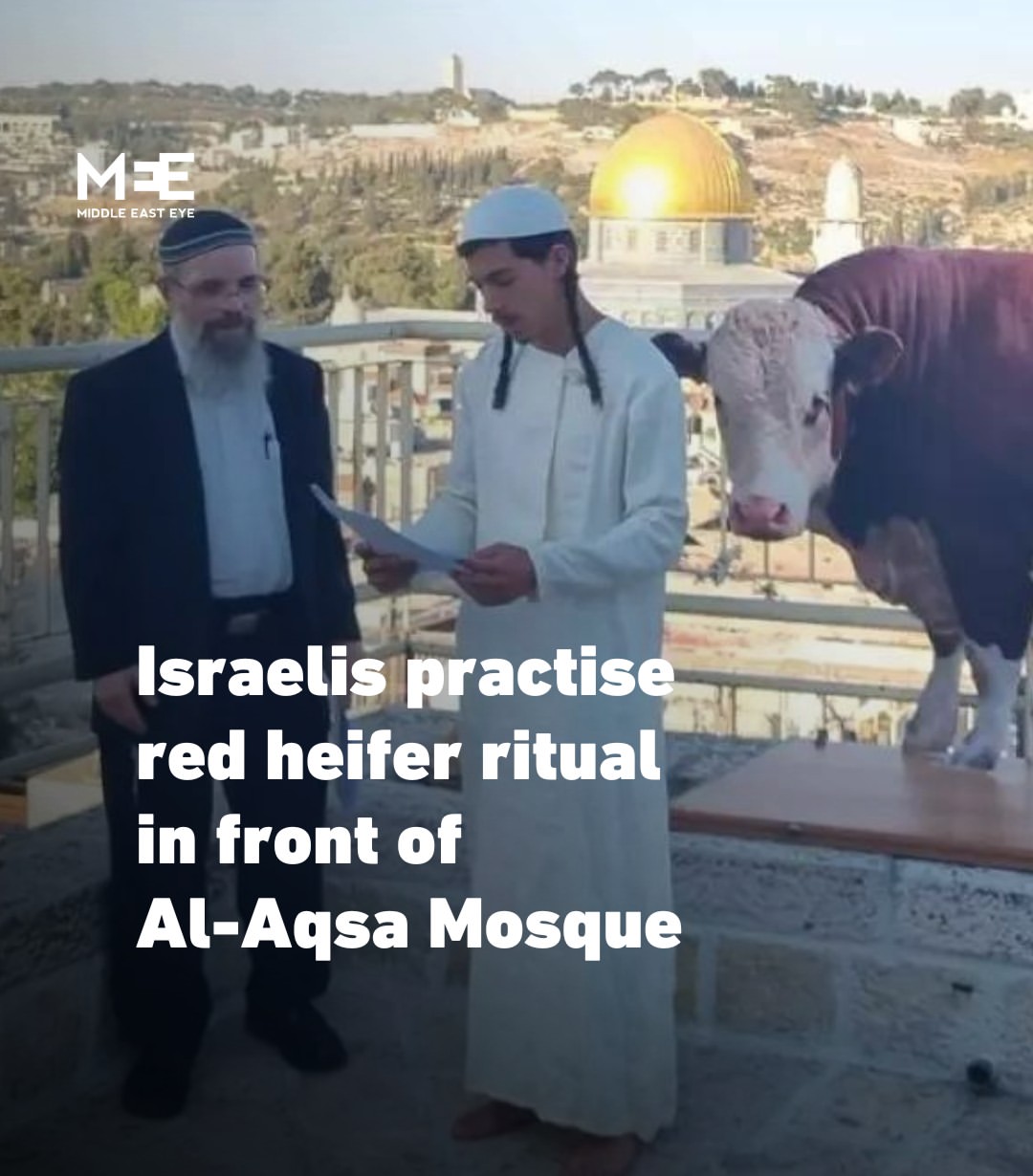 Praktik Sapi Merah oleh Kelompok Agama di Israel dan Dampaknya