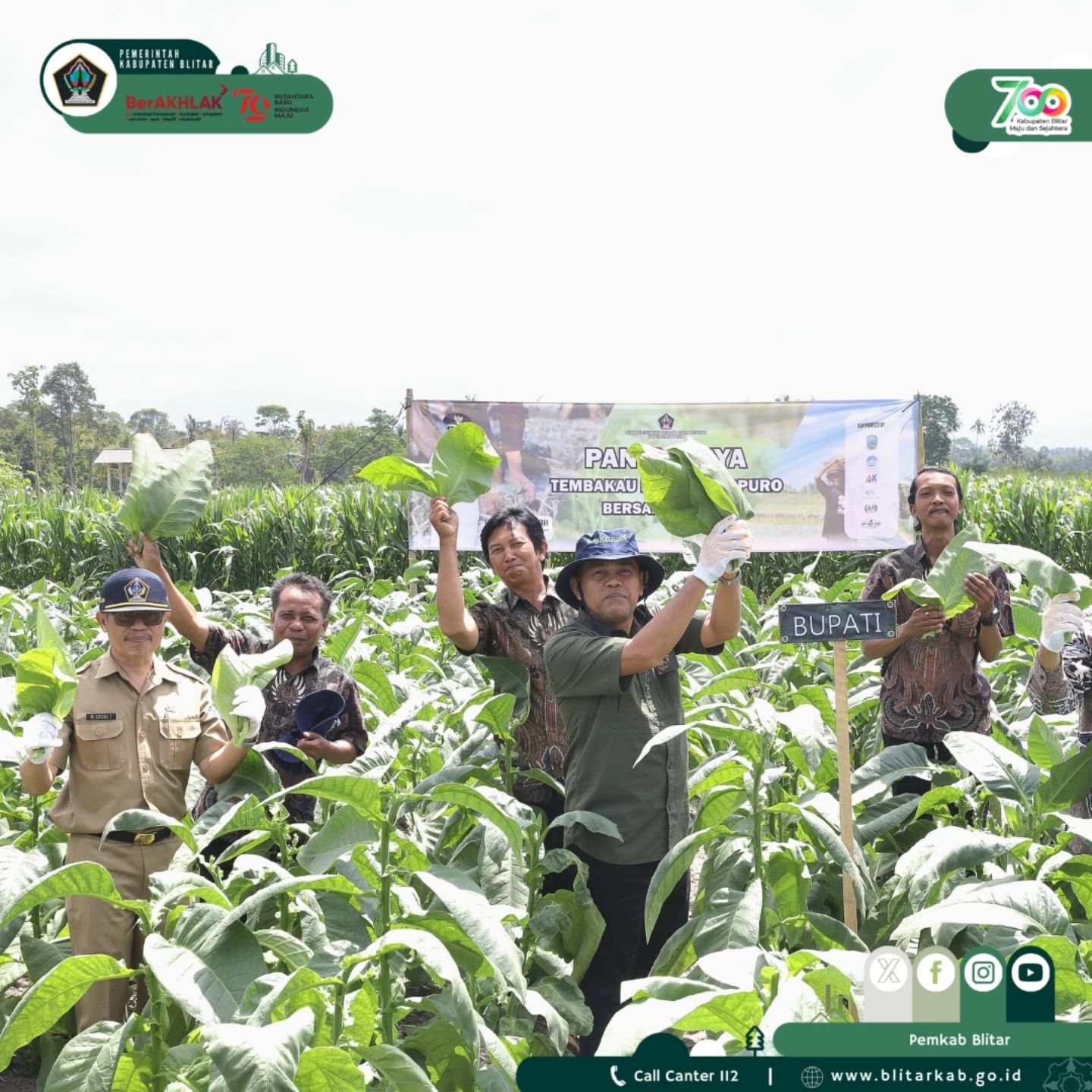 Panen Tembakau di Desa Selopuro: Dukungan Pemkab Blitar untuk Petani