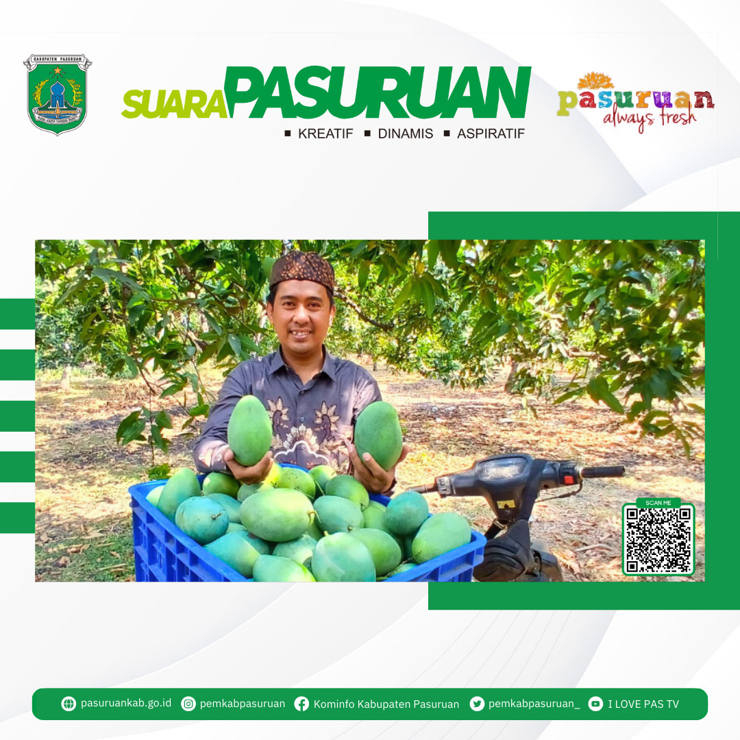 Petani Mangga di Pasuruan Nikmati Panen Raya Musim Ini