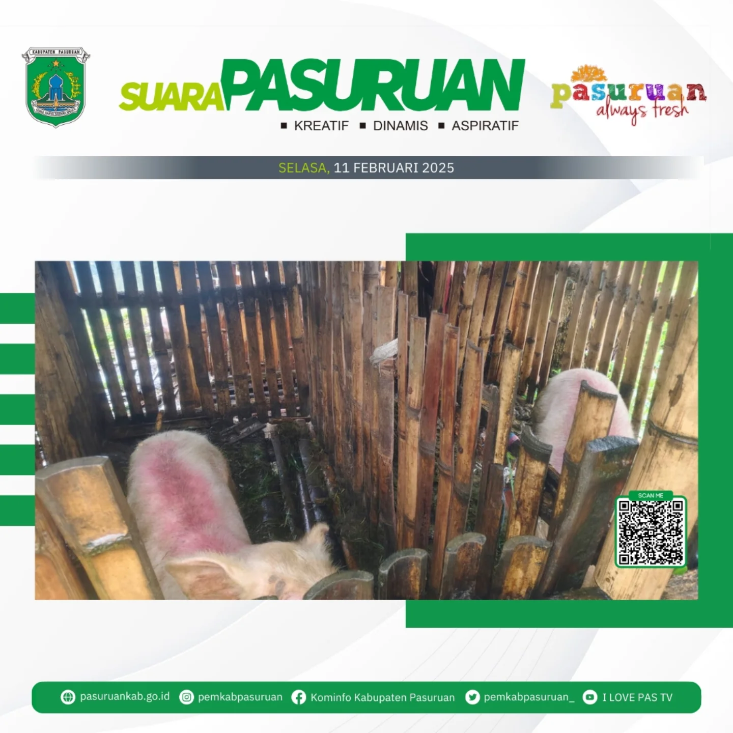 Puluhan Babi Mati Mendadak di Pasuruan, Warga Cemas