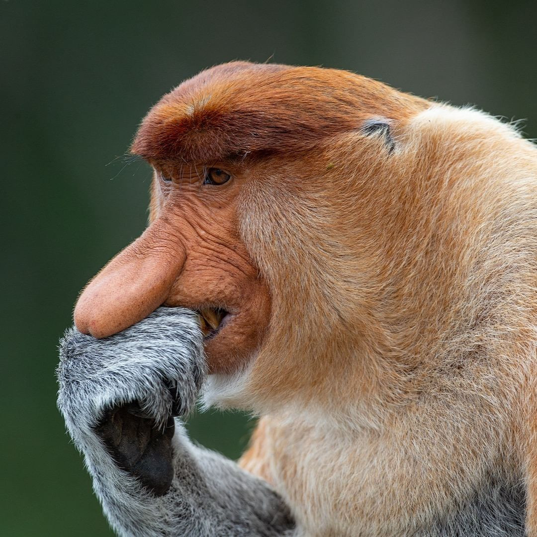 Keunikan Monyet Proboscis yang Menarik Perhatian